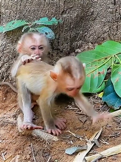 Funny Baby Monkey Life Videos