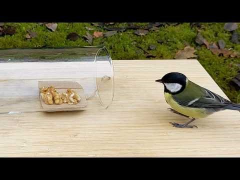 Bird Test 2: Pull a string to get food