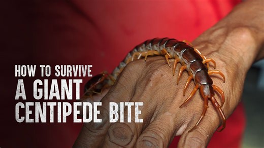 How venom from giant centipedes affects humans and survival