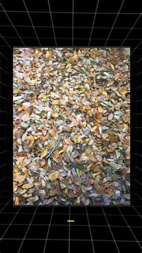 If your eyes are healthy, what animal appears in this image? 🧐 #opticalillusion #illusion #illustration #foryoupage #creatorsearchinsights