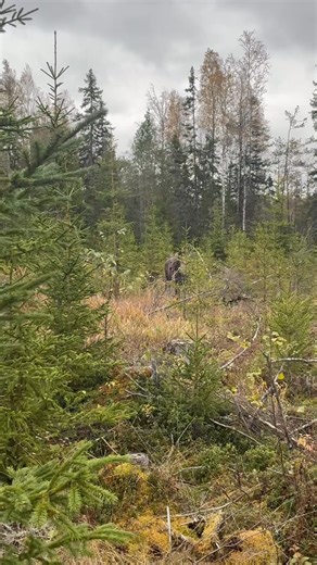 Genrep inför oktoberjakten med Hästbergsmyrens Gissa #hästbergsmyrens #jamthund | Hästbergsmyrens Kennel