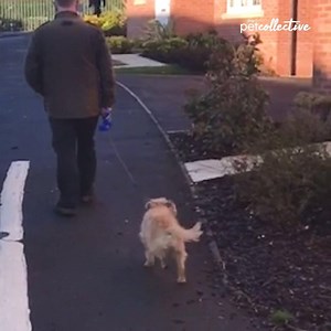 When going for a walk is the highlight of your day | Try Not to Laugh