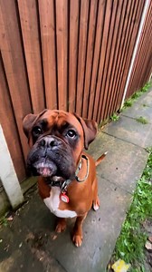 85K views · 2.3K reactions | Trunks the Boxer on Reels | Facebook