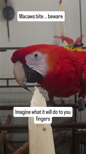 Understanding Scarlet Macaw Bites: Strength and the Need for Wood Scarlet macaws are known for
