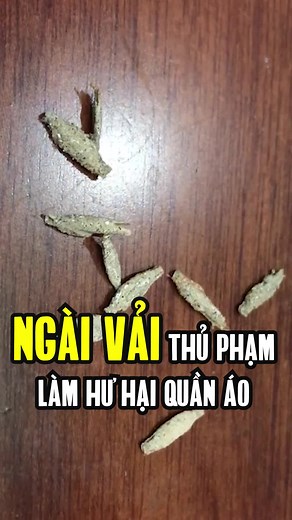 Cách diệt con ngài vải hiệu quả và dễ dàng