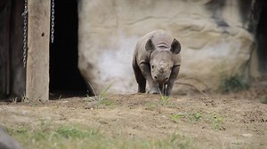 Sound on! Even baby rhino snot rockets are adorable! | Cincinnati Zoo & Botanical Garden