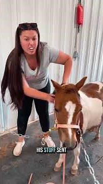 Mini horse makeover—because every queen deserves a glow-up!