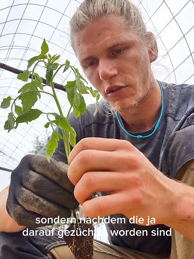 Tomatenpflanzen Trick: Optimale Pflege für Wurzeln