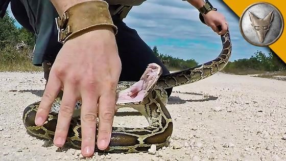 My Close Encounter with a Python