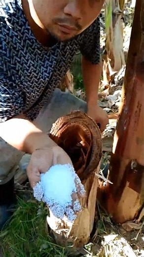 Effective Banana Fertilization Techniques #FarmingTips #youtubeshorts #tutorial