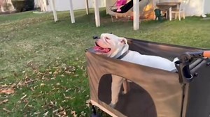 DWVO Extra Large Dog Stroller For Large Dog or Multiple Dogs/Cats, One-Click Folding Pet Stroller with Cup Rack, Pocket, Heavy Duty Pet Trailer for Large, Elderly, Unmovable Dogs, Up To 220 LBS, Green