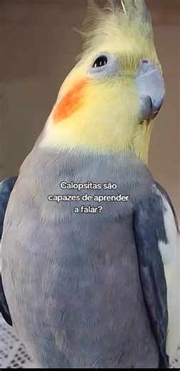 Calopsita pode falar? Aprenda como ensiná-la
