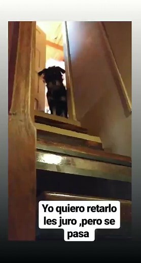 #perrostiktokers #perrograciosos😂😂 #perrosgraciosos #perrosdivertidos