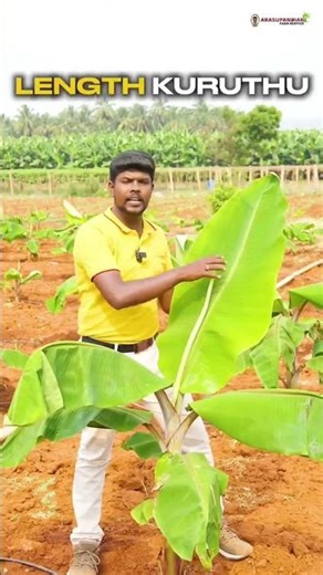Banana Farming Secret You Need to Try! 🌱 Cone Feeding Method Explained #chennaiweathernews #tenneco
