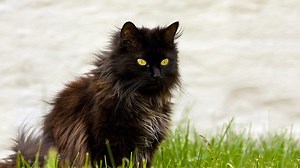 10 Black Cat Breeds - The Fascinating World Of Felines