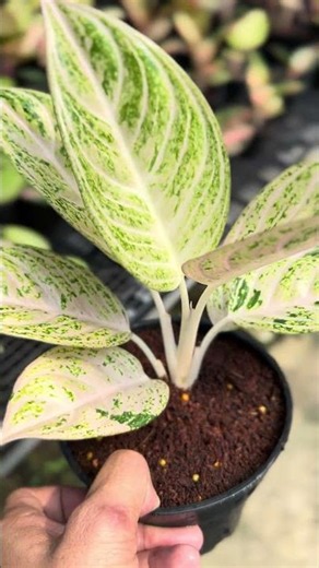 Diana Violet 7+ leaves