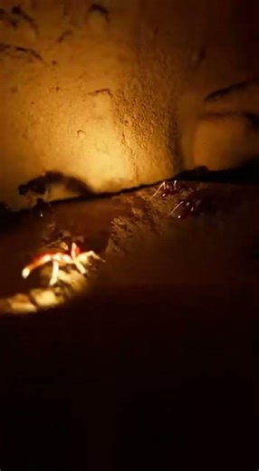 This Is What an Ant City Looks Like Underground 🐜 | Cinematic #undergroundworld#naturedocumentary