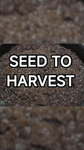 Life Cycle Time Lapse Seed to Harvest (must see)
