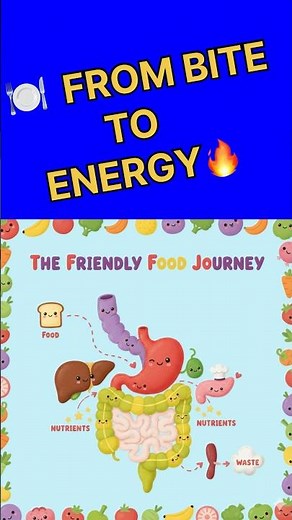 “Digestive System Diagram with Labels – Easy Learning Guide”