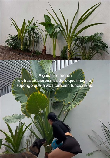 JUMBA: la planta bautizada tras un año de agua y paciencia