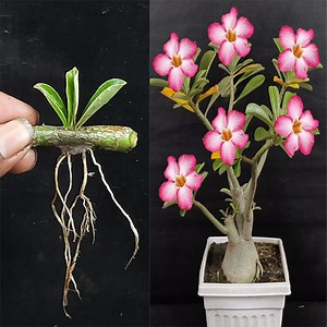396K views · 11K reactions | How to cut Adenium flowers with bananas // How to grow Adenium flower unique style // Adenium plant | Rana Craft | Facebook