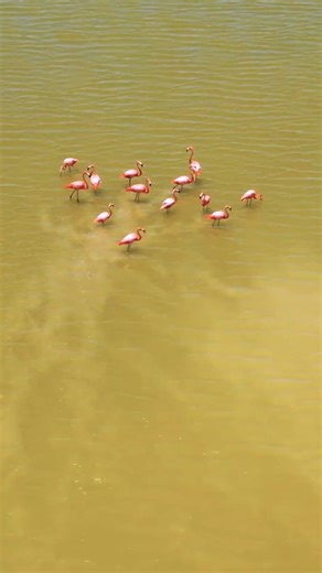Why are flamingos pink? The answer’s in their diet! 🦩 Flamingos get their famous rosy hue from the carotenoid pigments found in the algae, shrimp and crustaceans they eat. Over time, those pigments build up in their feathers, skin and even their beaks, creating their signature color. Join Peter and Dr. Rae as they explore more fascinating wildlife facts on Mutual of Omaha's Wild Kingdom Protecting the Wild on NBC. | Mutual of Omaha's Wild Kingdom