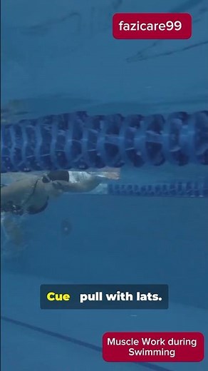 Muscle work during Swimming