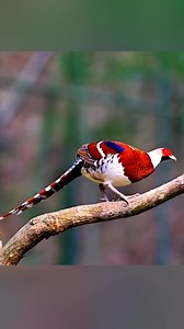 64K views · 6.1K reactions | So amazing | Raw Nature | Facebook