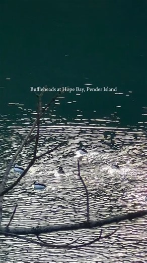 This week we’re celebrating the seasonal return of buffleheads to Pender shores. North America’s smallest diving duck, buffleheads nest inland throughout most of the province, so we only get to see them on Pender during the winter. Like many diving ducks, they nest in tree cavities excavated by woodpeckers (usually flickers) that are located near wetlands - another reason to protect and restore wetlands, riparian forests and standing dead trees (snags). Check out the endearing video of Bufflehea