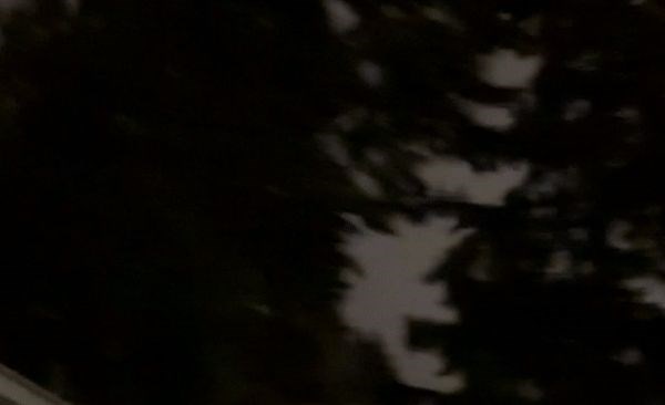 Sparks Fly as Toppled Tree Hits Power Lines Near Seattle During Bomb Cyclone