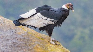 En esta región de Colombia es posible avistar el majestuoso cóndor de los Andes