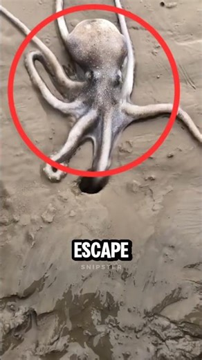 This Octopus Can Escape Through Anything