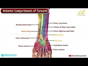 Anterior Compartment of Forearm — Cadaveric Anatomy 🦴 Median–Ulnar Nerves, Flexor Tendons, Arteries