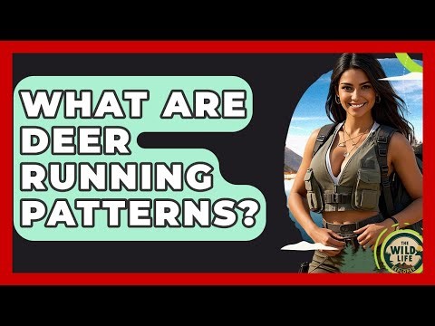 What Are Deer Running Patterns? - The Wild Life Explorer