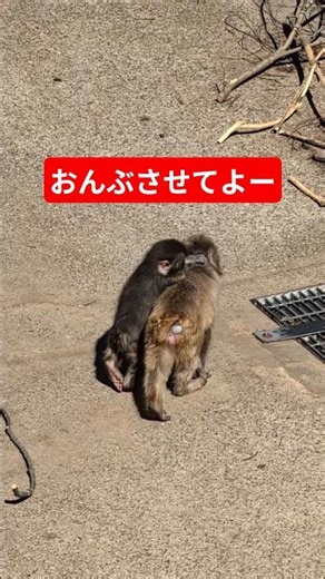 【3/14パンチくん】おんぶさせてよーとせがむパンチくん/Punch begs to be carried on your back #がんばれパンチ #パンチくん #市川市動植物園 #monkey