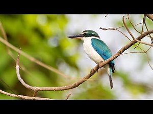 Birdwatching: Collared Kingfisher at Marina Grove | Watchful and Alert