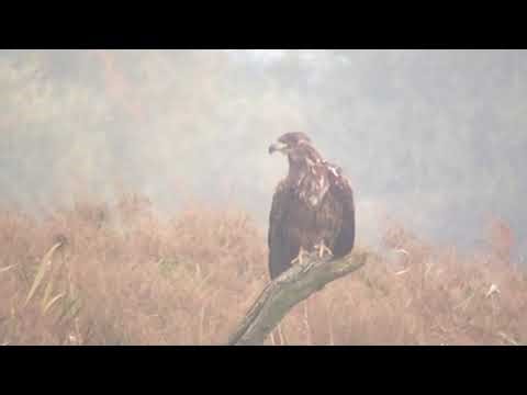 Pygargue à queue blanche (Haliaeetus albicilla) - White-tailed Eagle