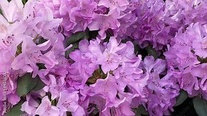 bright pink azalea or rhododendron close-up. A large bush of profusely blooming pink azalea in close-up. The concept of using fertilizers and top dressing for flowering plants.