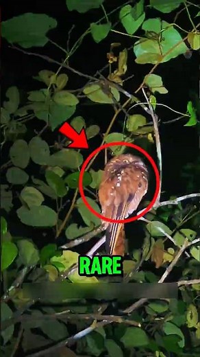 Amazon Animals Look Fake ‼️😱