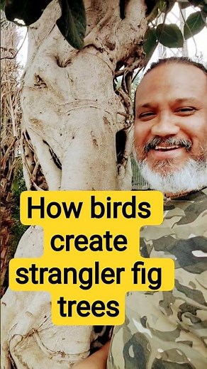 how the strangler fig tree is formed#epiphyte formation