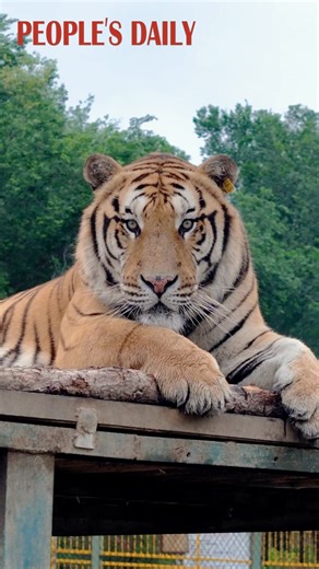 2.5K views · 85 reactions | Eye to eye with a majestic Siberian tiger at Guaipo Siberian Tiger Park in Shenyang, northeast China's Liaoning Province. | Beautiful China | Facebook