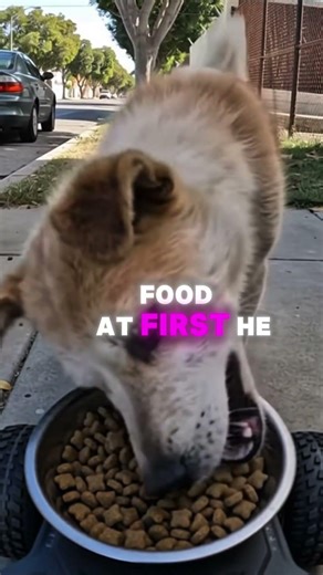 Hungry Dog Sitting Alone 🐶