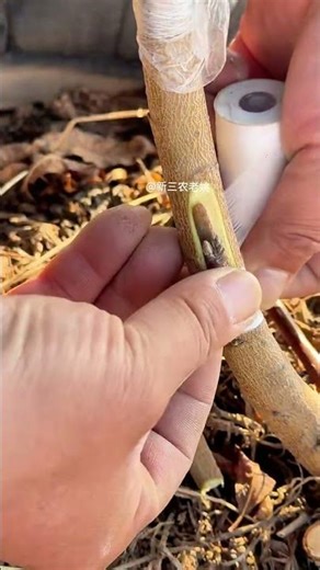 Tree Grafting Step by Step | Easy Grafting Method for Beginners