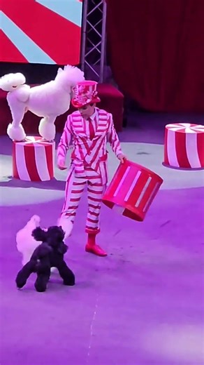 “You Won’t Believe These Cute Dogs Performing Circus Tricks! 🐶🎪”