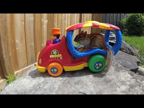 Chipmunk eating peanuts.