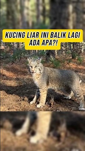 Kucing Liar Kembali Minta Tolong Wild Cat Returns Asking for Help (Animal Memory & Trust)???