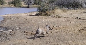 Watch how animals react to the scariest sound on the Savanna