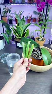 744K views · 10K reactions | Preparando fertilizante de aloe vera...