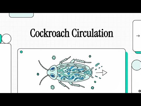 Cockroach Circulation