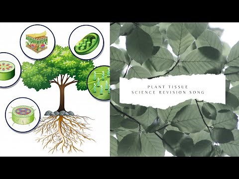 Plant tissue science revision song